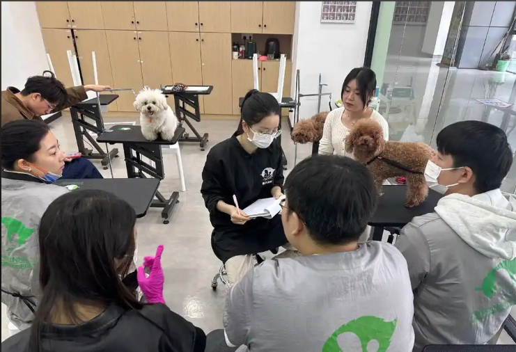 南昌市宠物美容学习宠物美容培训学校 - 排名